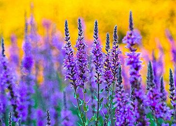 Jade表示索尼在支持创意过程方面享有最佳声誉